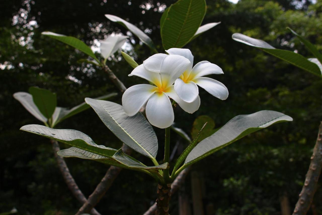 Papaya Cottage เกาะช้าง ภายนอก รูปภาพ