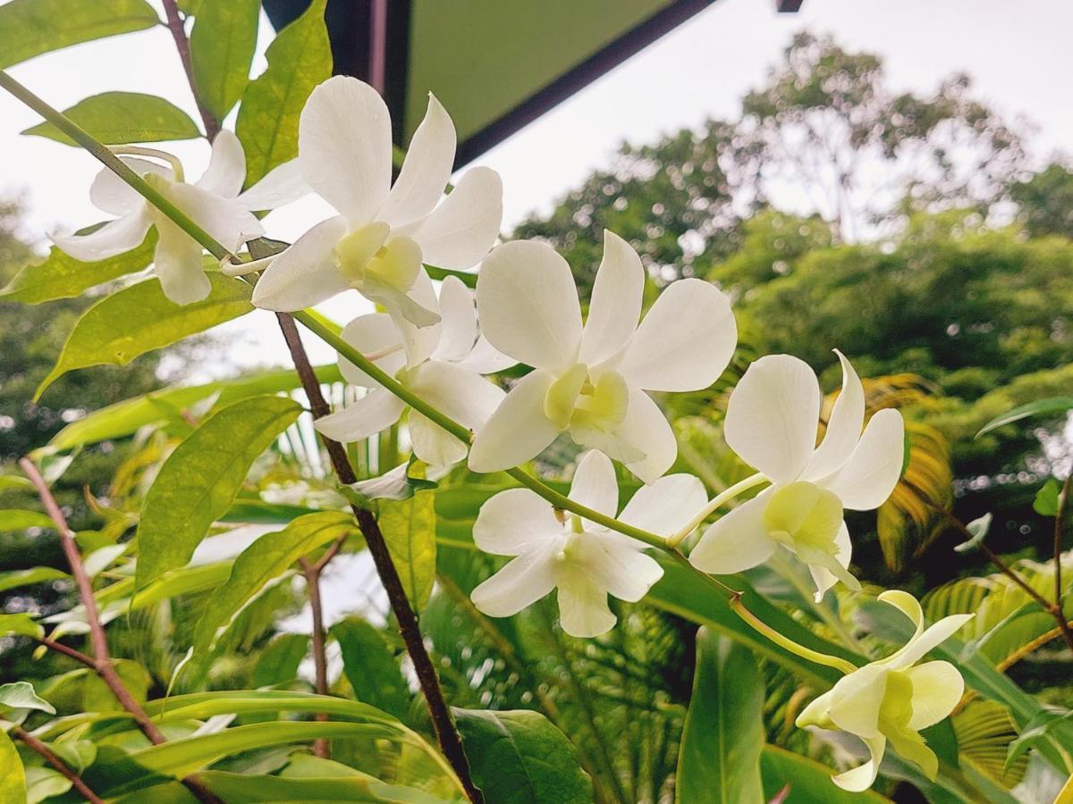 Papaya Cottage เกาะช้าง ภายนอก รูปภาพ